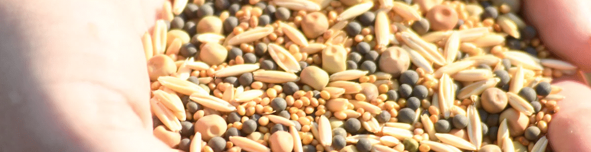 Heirloom seed varieties