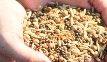 Heirloom seed varieties
