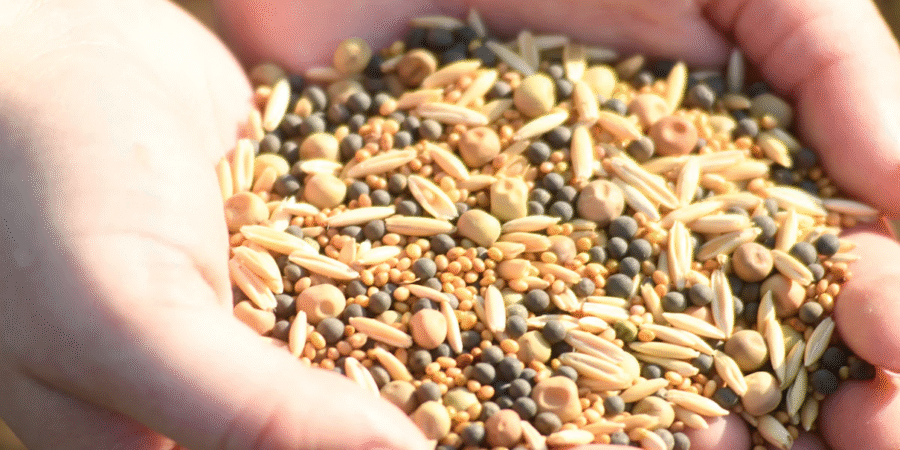 Heirloom seed varieties