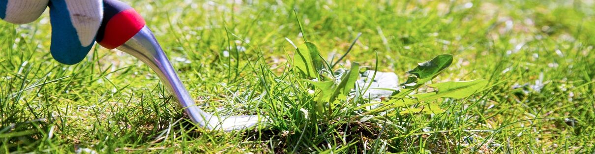 Organic weed control