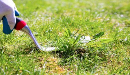 Organic weed control