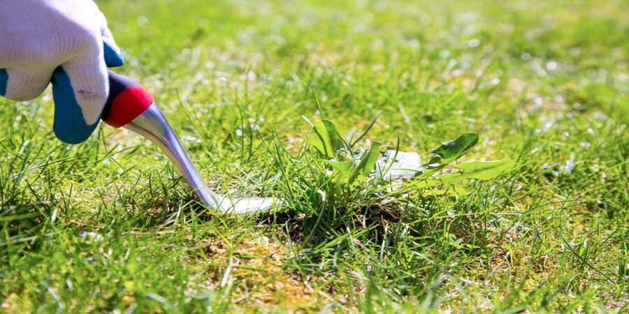 Organic weed control