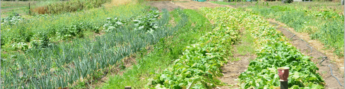 Permaculture For Beginners