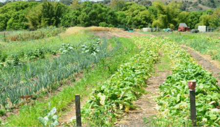 Permaculture For Beginners