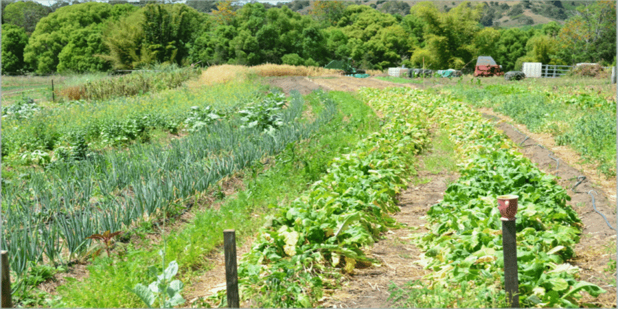 Permaculture For Beginners