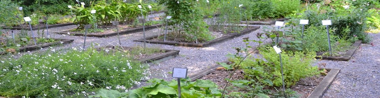 Medicinal Herb Garden