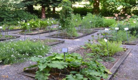 Medicinal Herb Garden