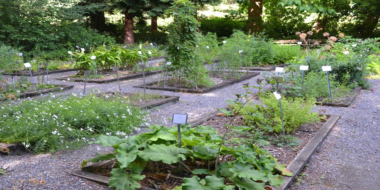 Medicinal Herb Garden